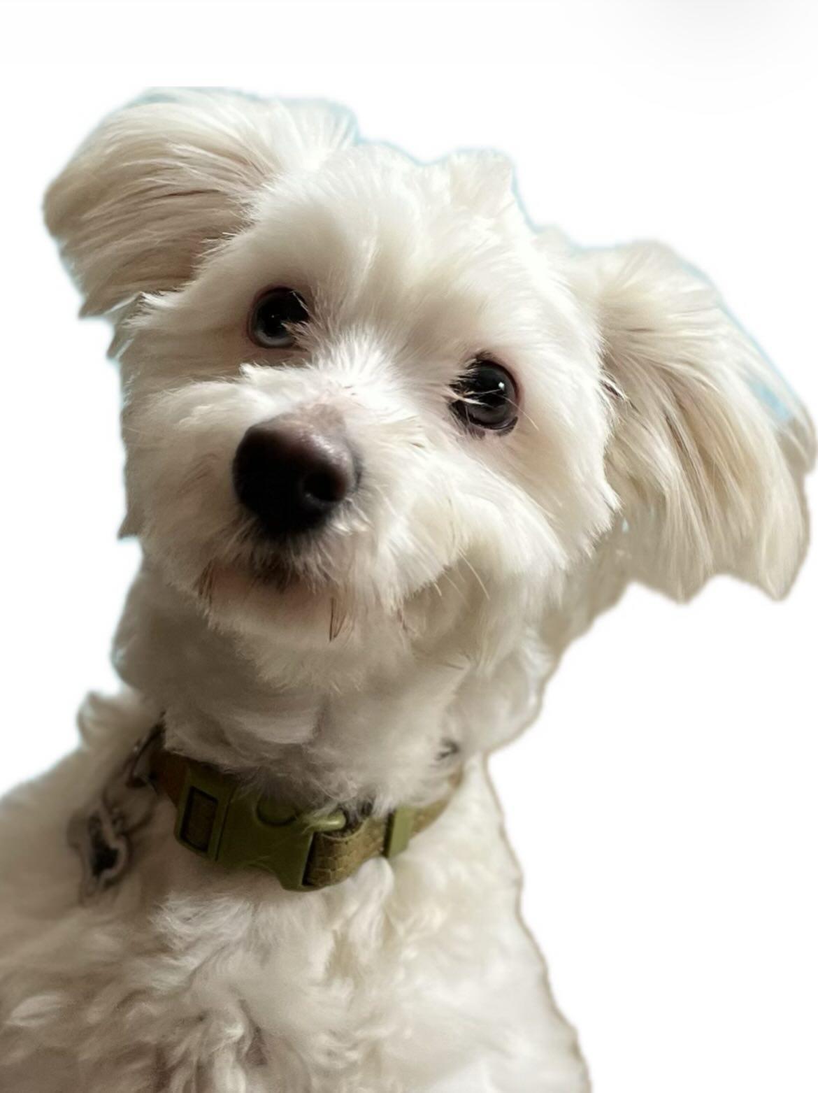 A young small-sized male White / Cream Schnoodle dog named Giovanni for adoption in Egg Harbor City, NJ