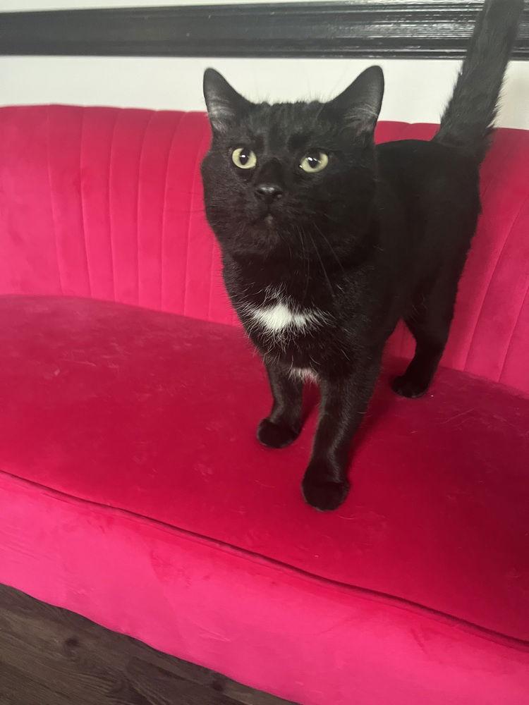An adult large-sized male Black Domestic Short Hair cat named Mr. Ray for adoption in O'Fallon, MO
