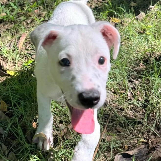 A baby medium-sized male White / Cream Labrador Retriever dog named Bambu "i Am Love!" for adoption in New York, NY