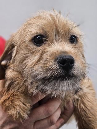 Glacier Fka Terrier Pup