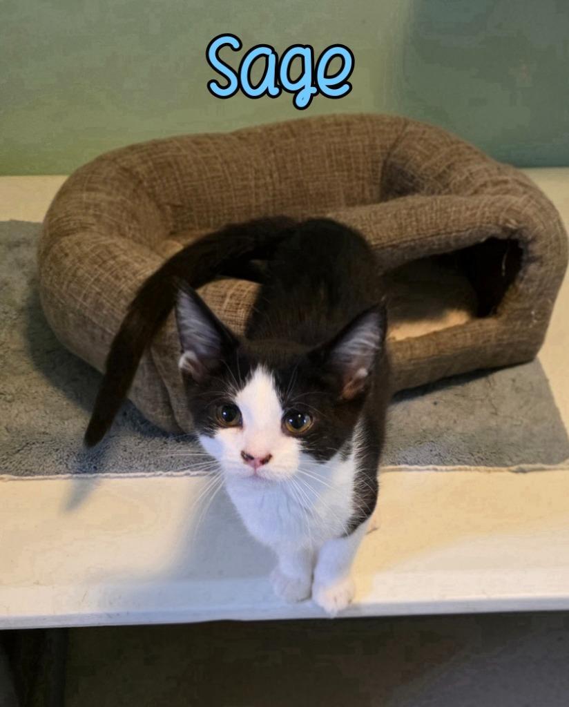Sage