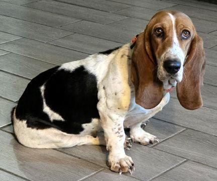 A young medium-sized female Basset Hound dog named Emily for adoption in Mays Landing, NJ