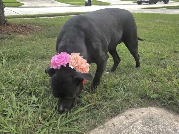 A young large-sized female Black Pit Bull Terrier dog named Xeena for adoption in Allen, TX