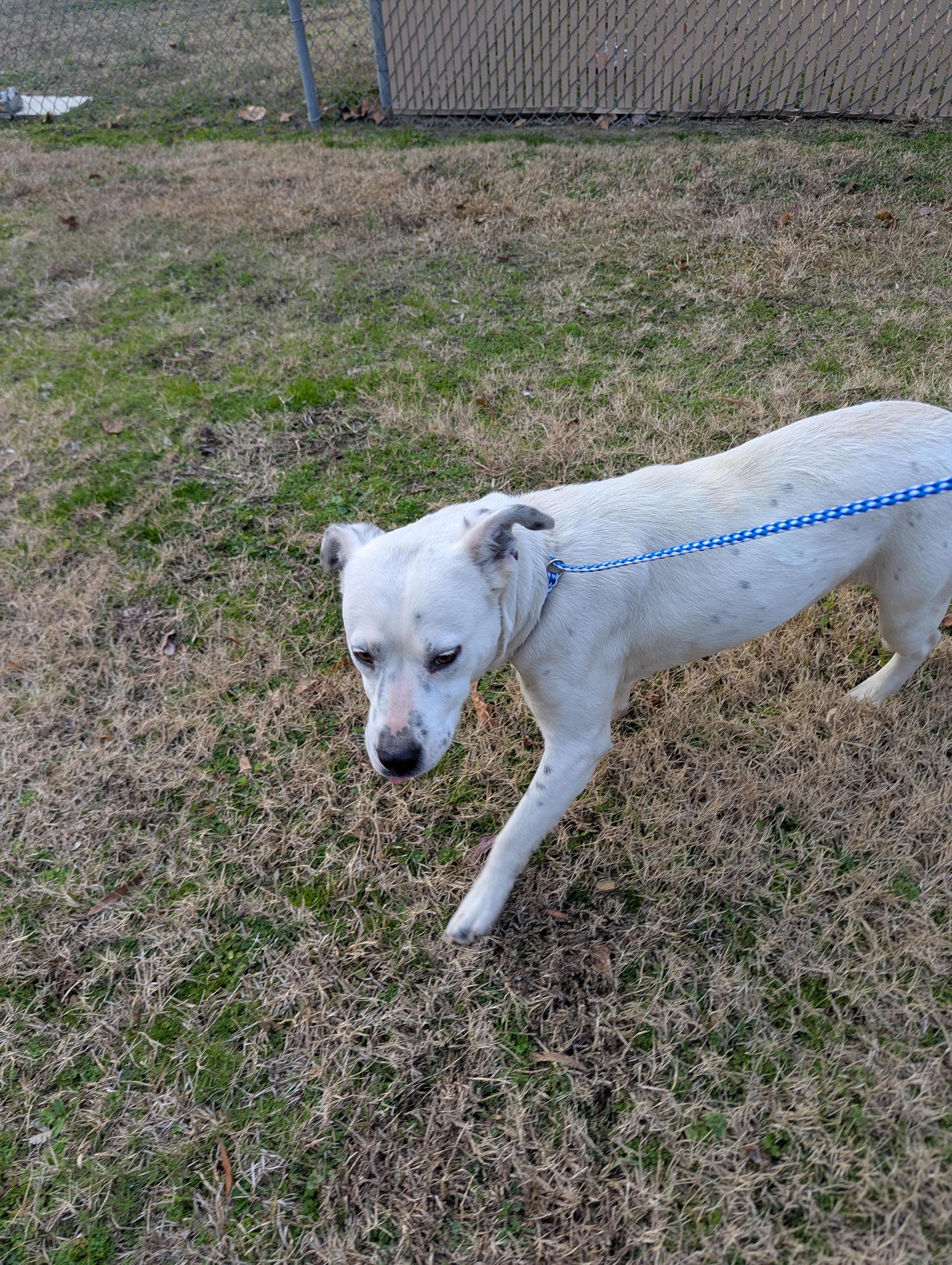 An adult medium-sized female White / Cream Australian Cattle Dog / Blue Heeler dog named Raisin for adoption in Rocky Mount, NC