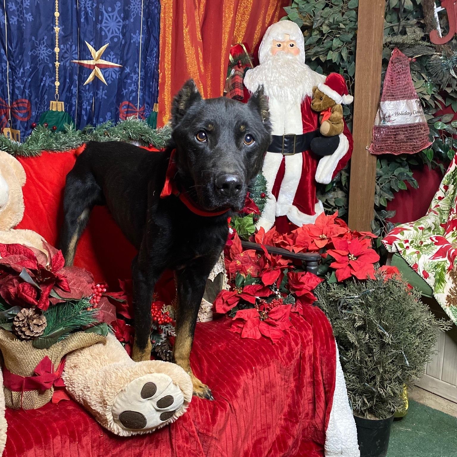 An adult large-sized male Bicolor Beauceron dog named Prince for adoption in Acton, CA
