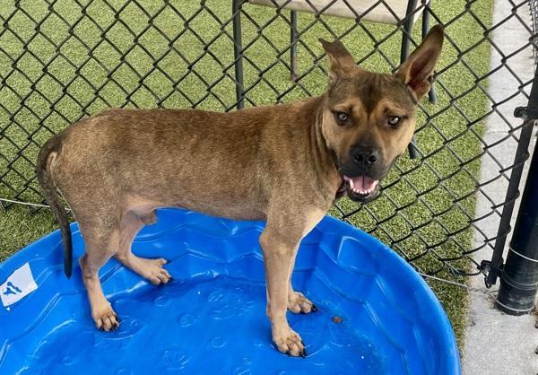 Buggy Boy Aka Bug photo 1