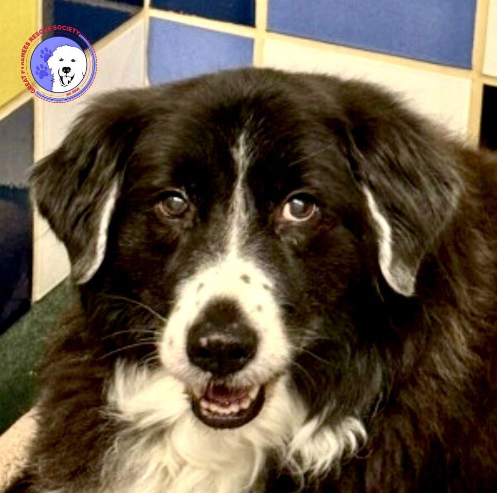 A senior large-sized female White / Cream Great Pyrenees dog named Belle for adoption in Spring, TX