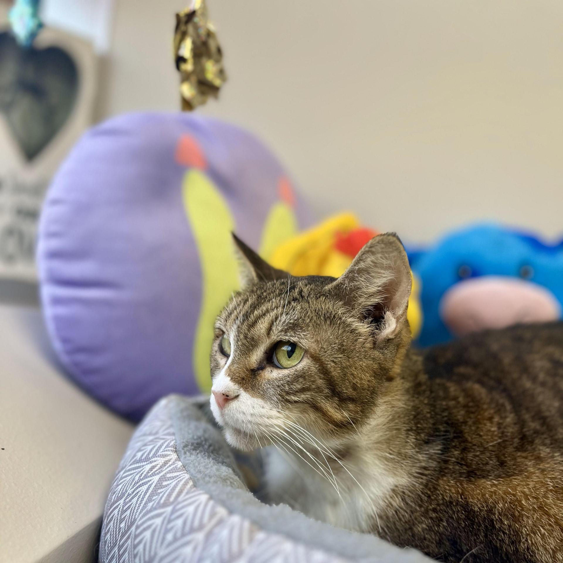 An adult medium-sized female Tabby (Buff / Tan / Fawn) Domestic Short Hair cat named Nefertiti for adoption in angleton, TX