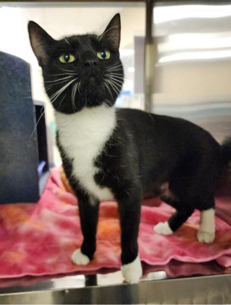 Harley Quinn: Visit At