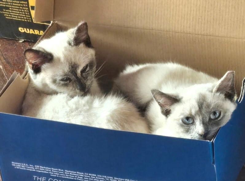 A baby medium-sized female Siamese cat named Coco for adoption in Plano, TX