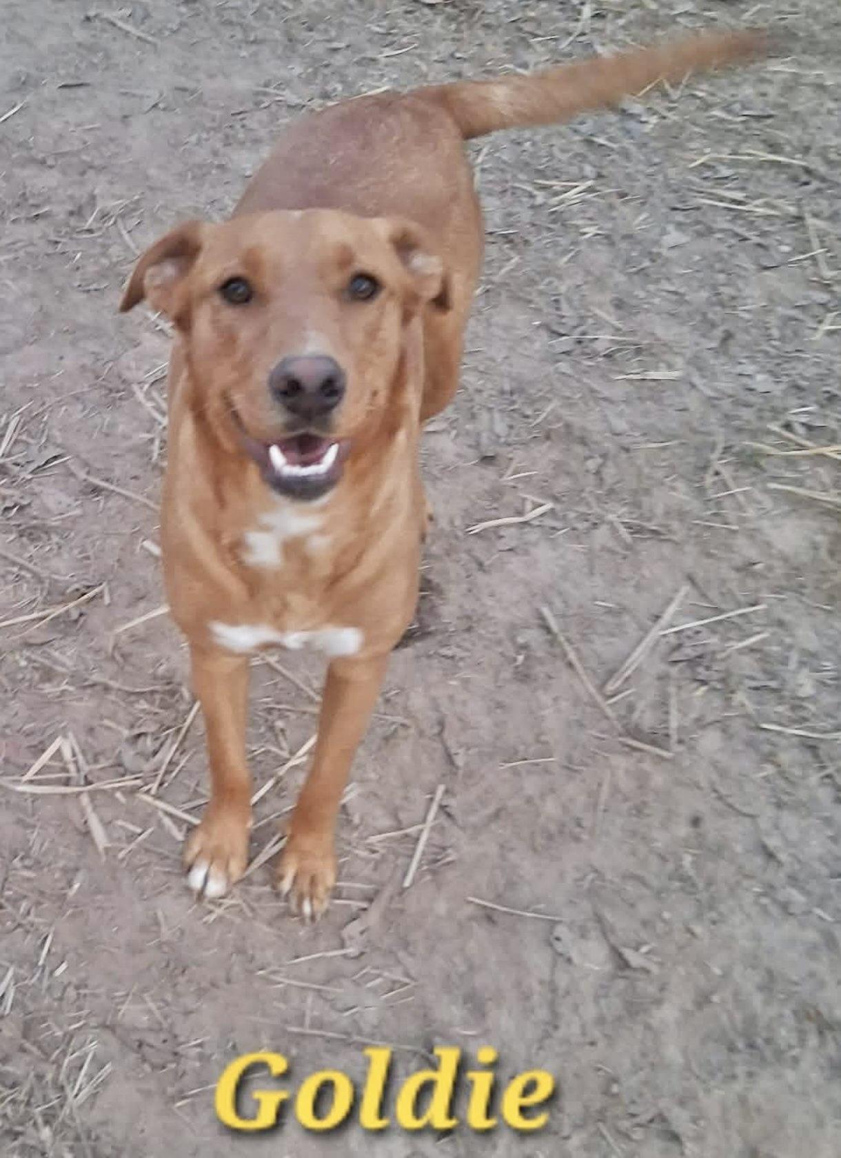 Goldie