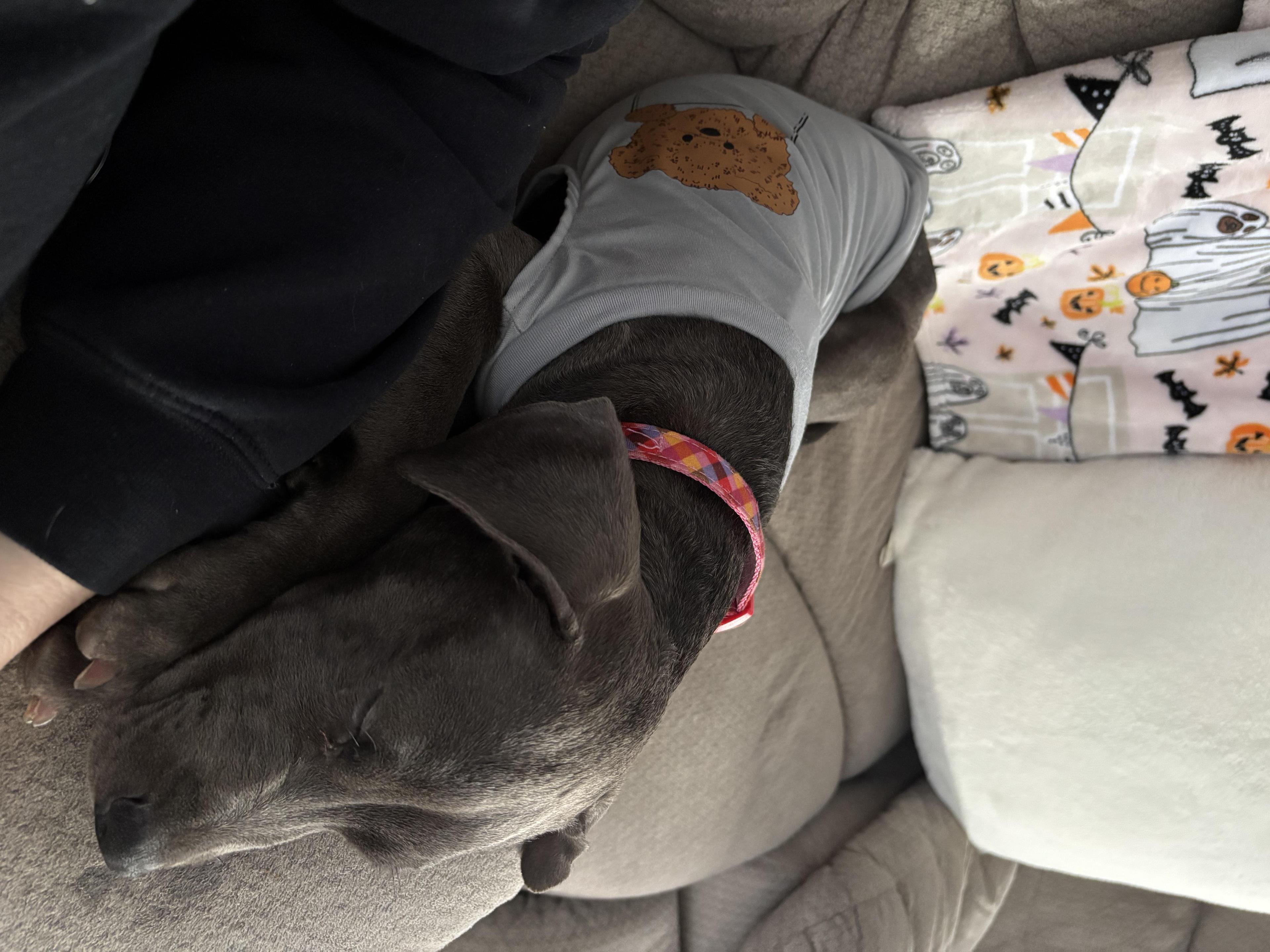 Chazz Michael Michaels