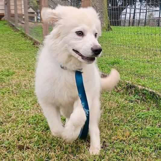 Willowa Fluffy Ray Of photo 1