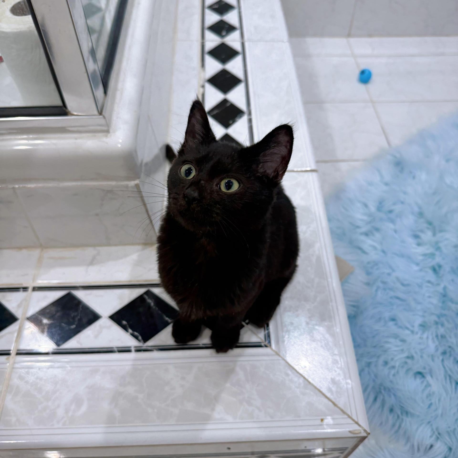 A baby large-sized male Black Domestic Short Hair cat named Mario for adoption in Miami, FL