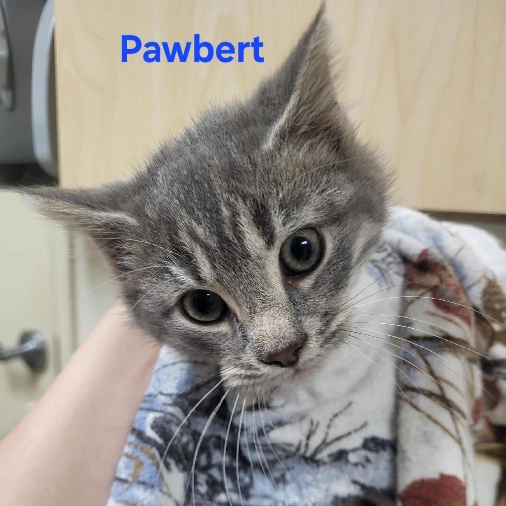 Pawbert