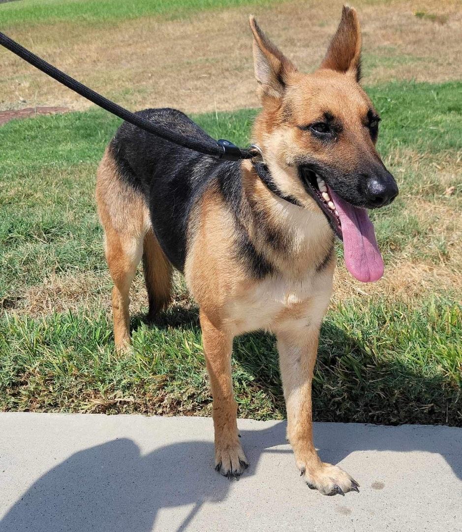 A young large-sized female Tricolor (Brown, Black, & White) German Shepherd Dog dog named Princess for adoption in Greeneville , TN