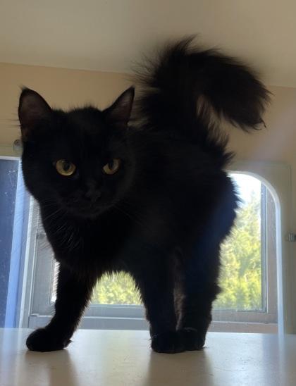 An adult medium-sized female Domestic Long Hair cat named Oracle for adoption in Chamblee, GA