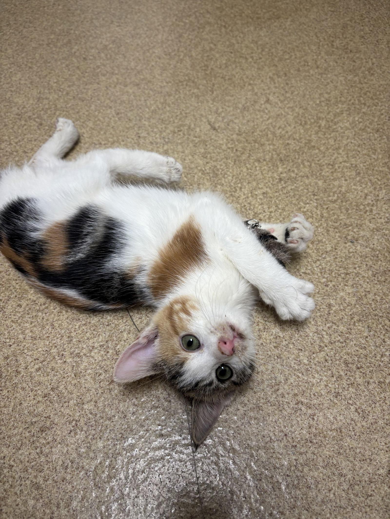 A baby medium-sized female Domestic Short Hair cat named Ginger for adoption in Brick, NJ
