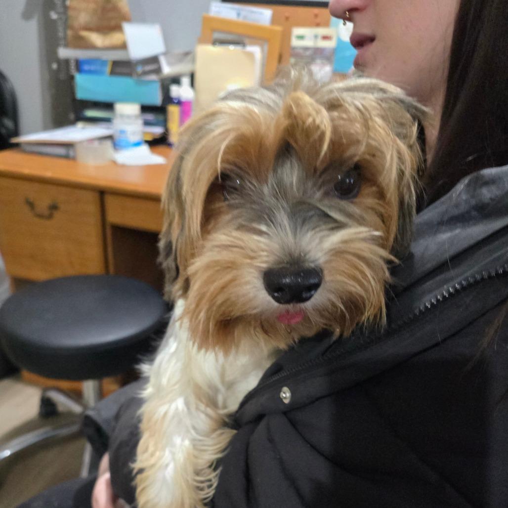An adult small-sized female White / Cream Yorkshire Terrier dog named Paisley C for adoption in Wappingers Falls, NY