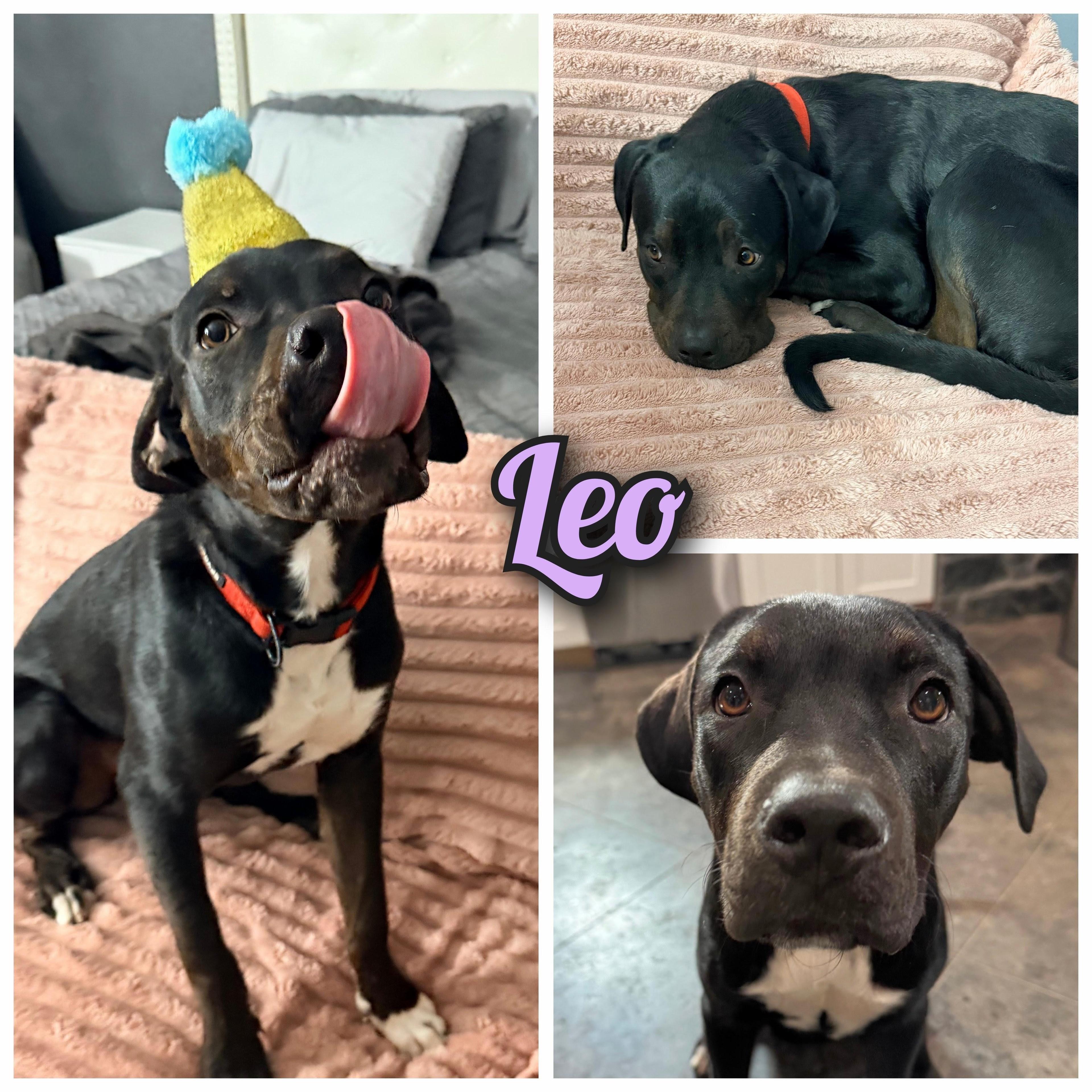 Leo