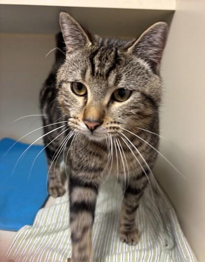 An adult medium-sized male Domestic Short Hair cat named Biscoff for adoption in Chamblee, GA