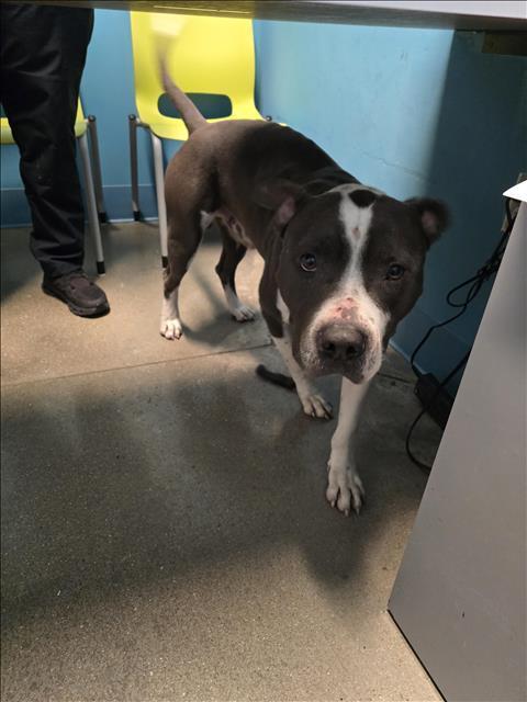 An adult medium-sized male Pit Bull Terrier dog named Bucky for adoption in Houston, TX