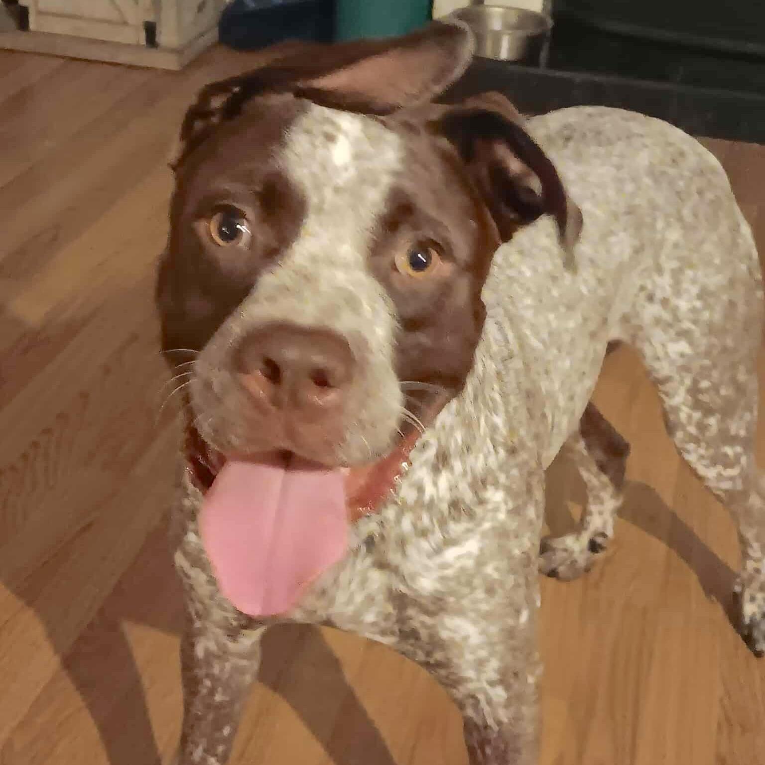 An adult medium-sized male Merle (Red) Australian Cattle Dog / Blue Heeler dog named Chip for adoption in Corpus Christi, TX