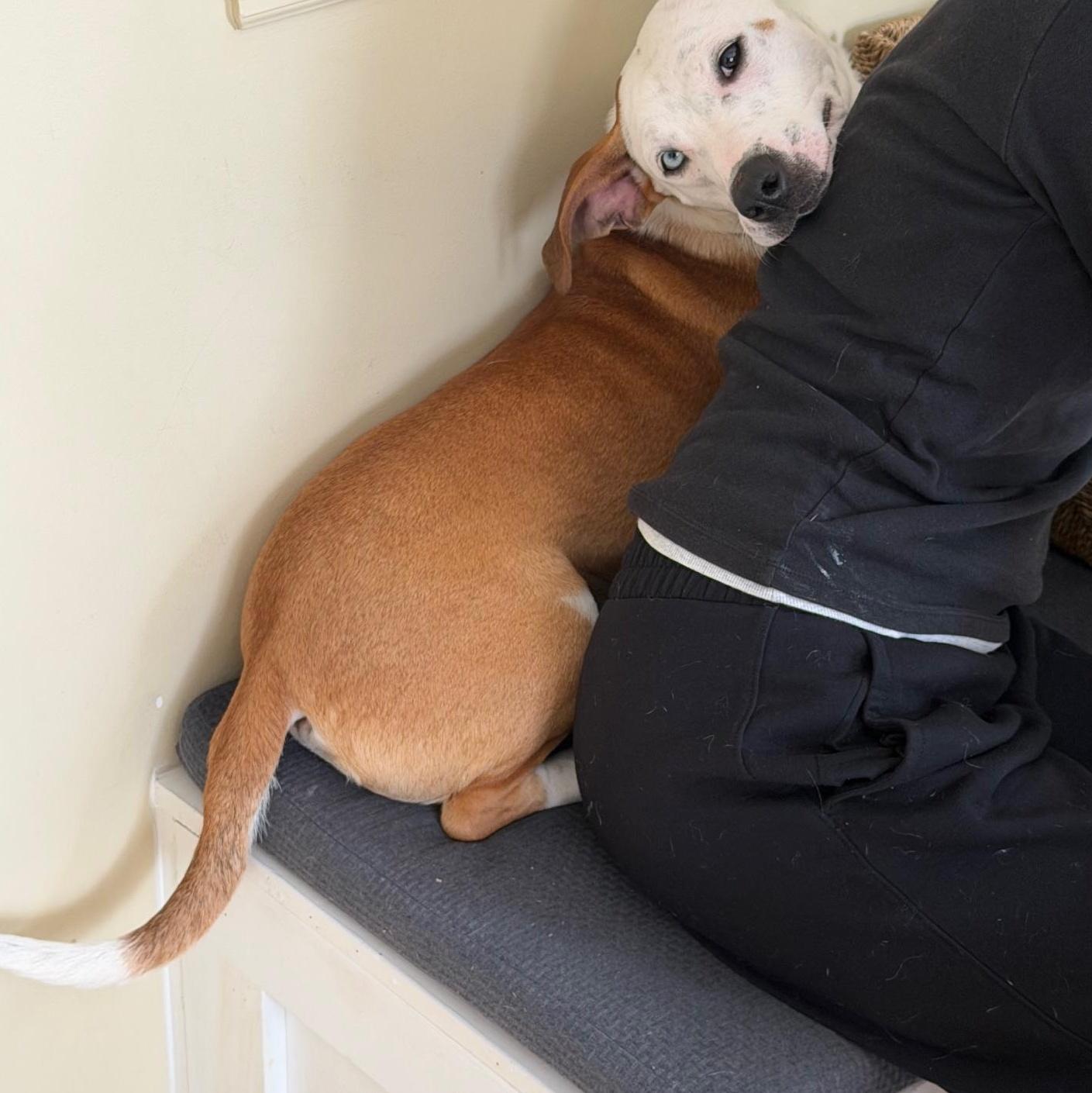 Muffin Sparkman Come