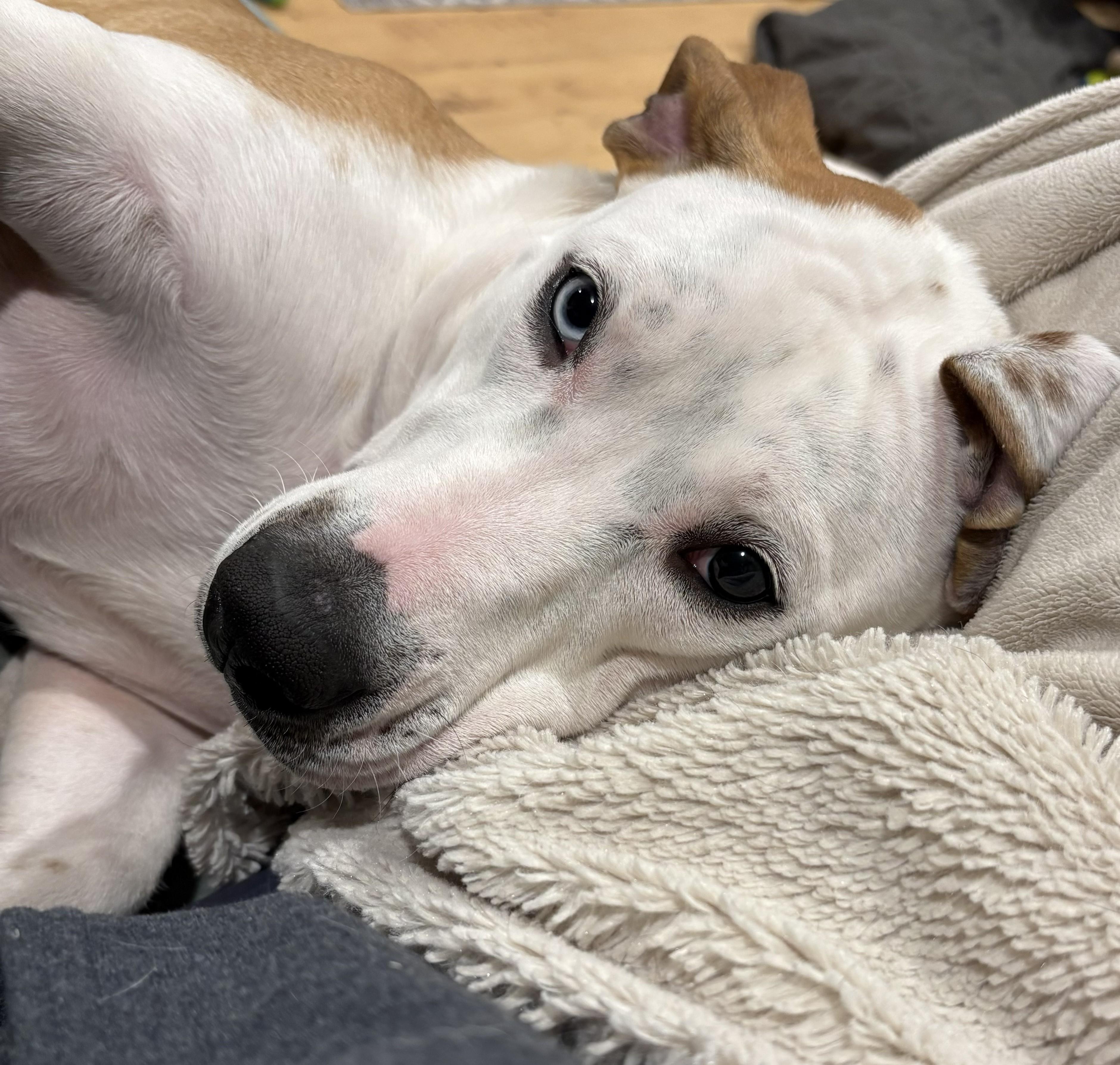 Muffin Sparkman Come