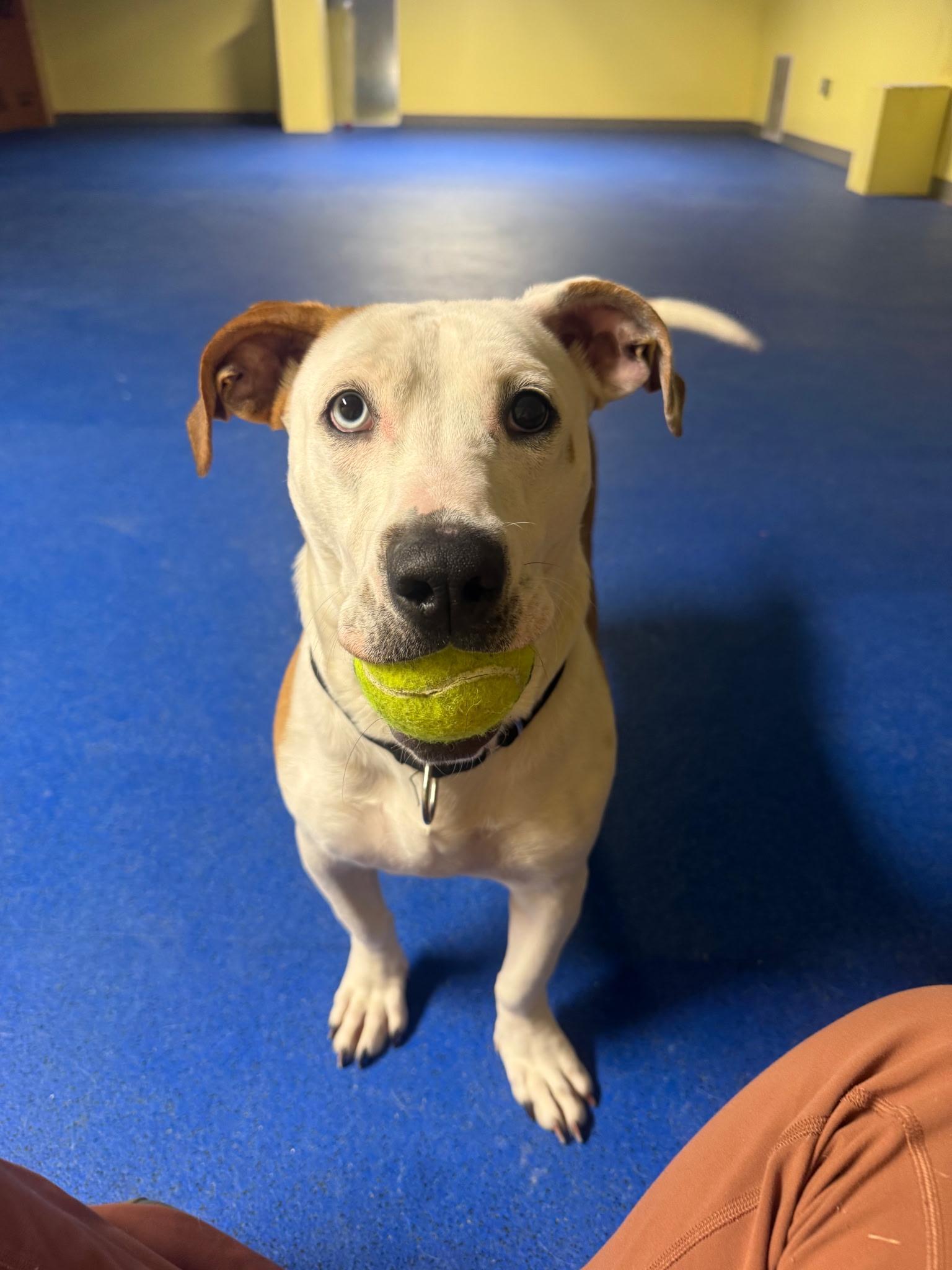 Muffin Sparkman Come