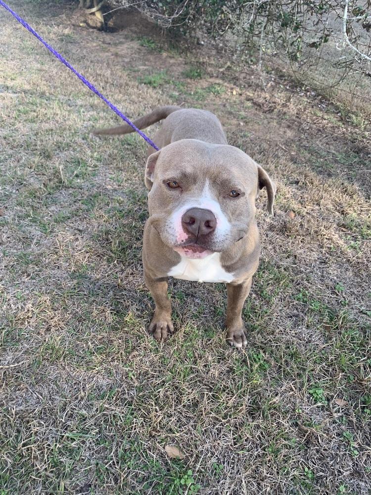 A young large-sized male White / Cream American Staffordshire Terrier dog named Vinnie for adoption in Brewster , NY