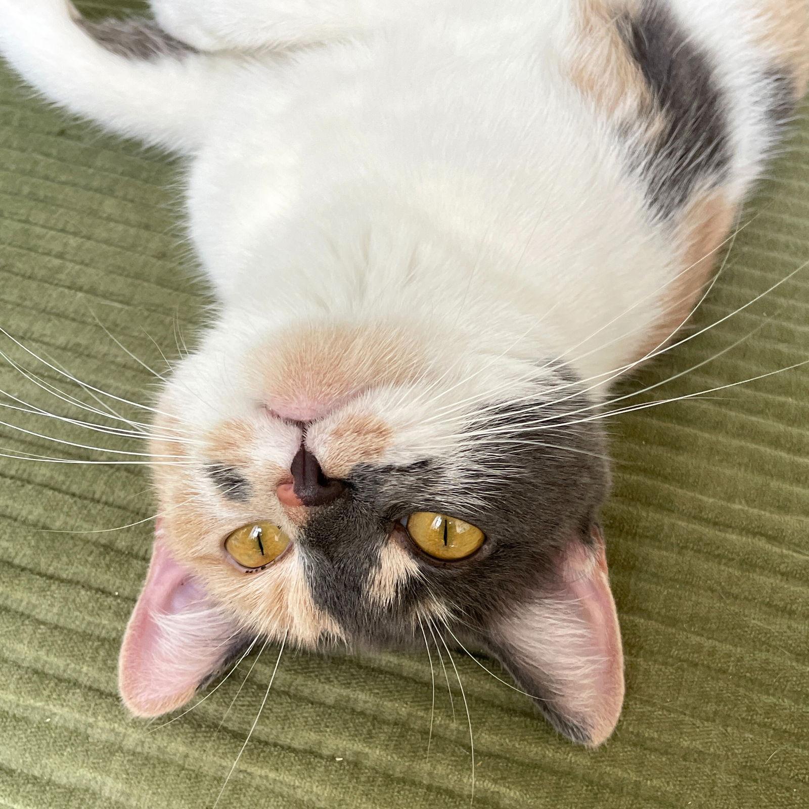 Sophie Steward photo 1