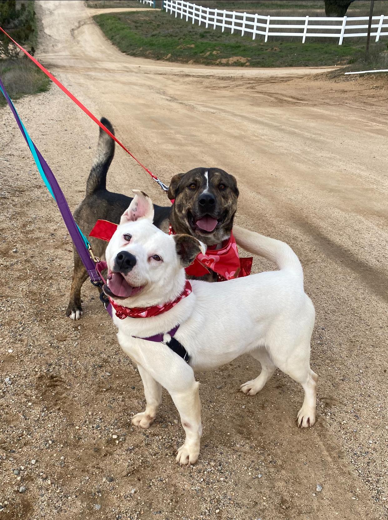 Awesome Willy Brindle So