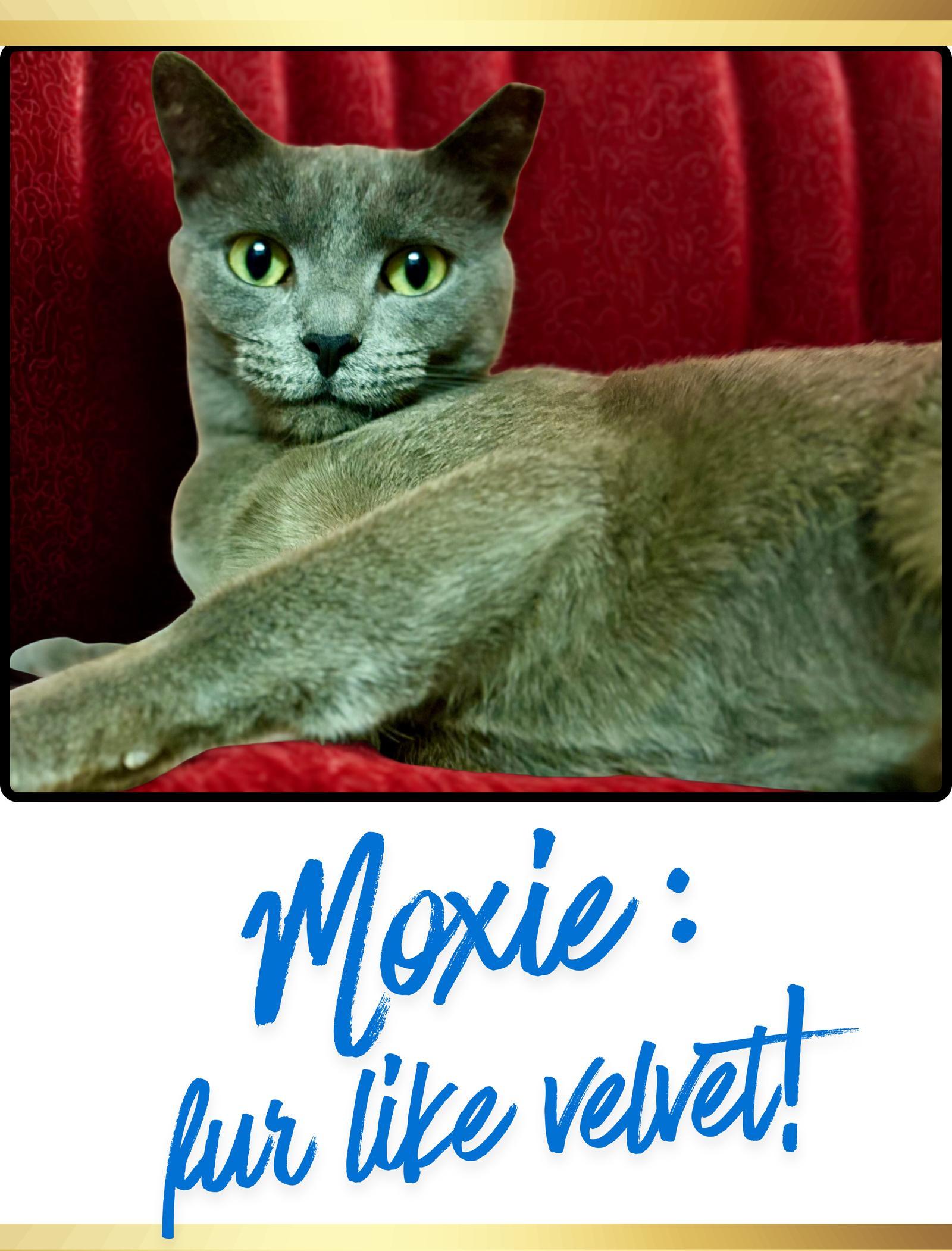 Moxie