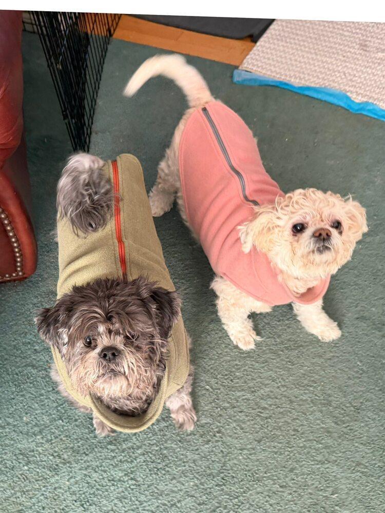 Meiko Bonded To Honey