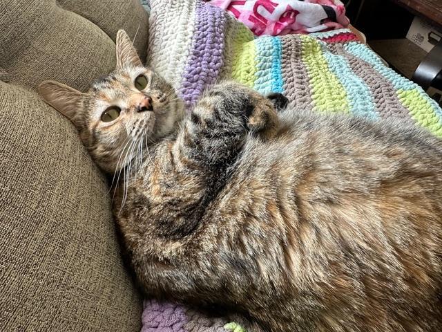 Mochi