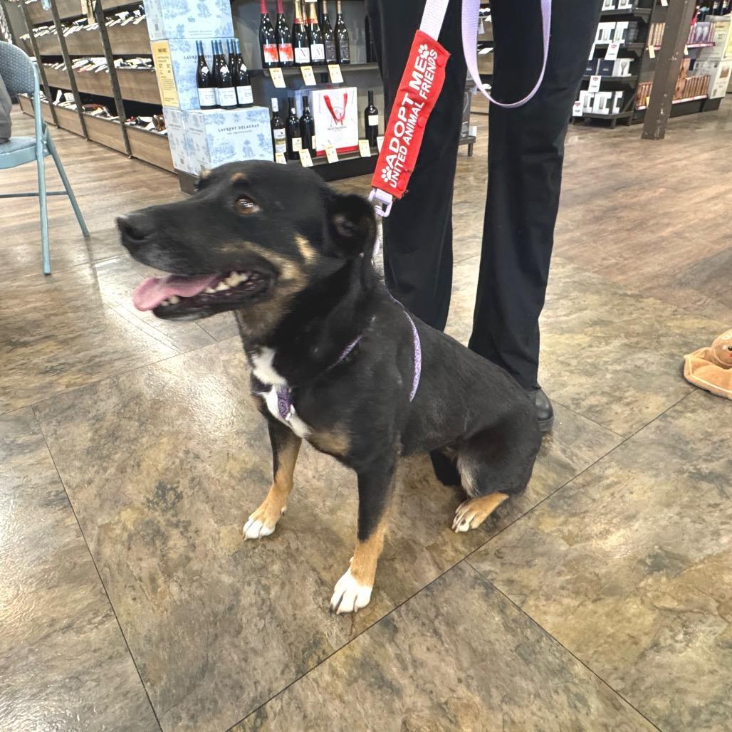 An adult medium-sized female Black Beauceron dog named Shadow for adoption in Prescott, AZ