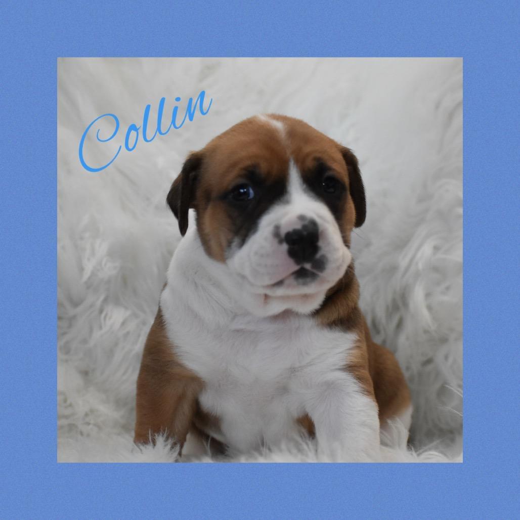 Collin