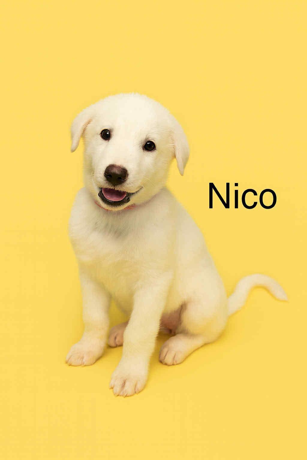 Nico