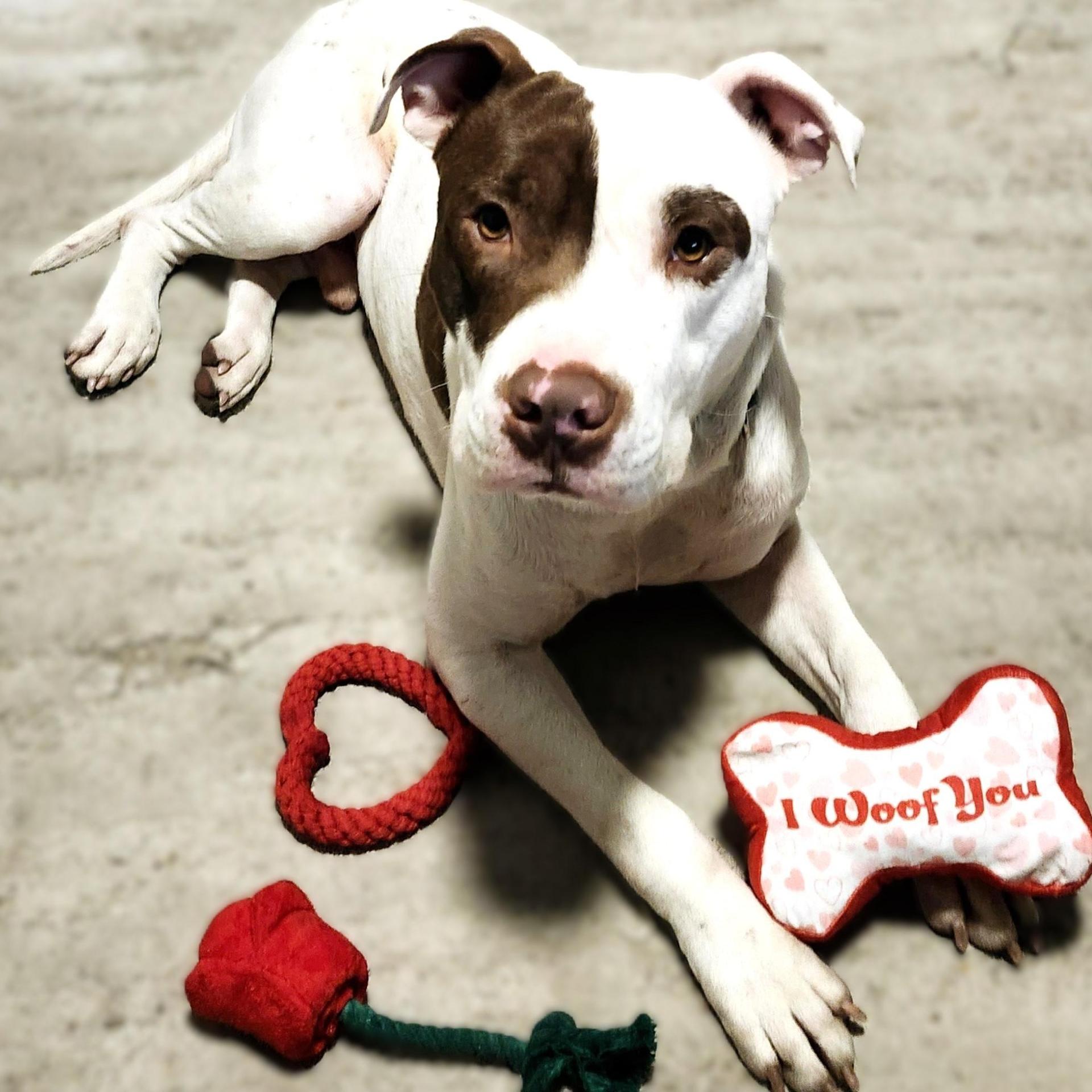 An adult medium-sized male Bicolor American Staffordshire Terrier dog named Romeo for adoption in Brookeville, MD