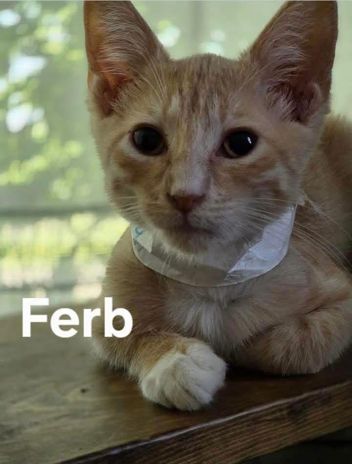 Ferb