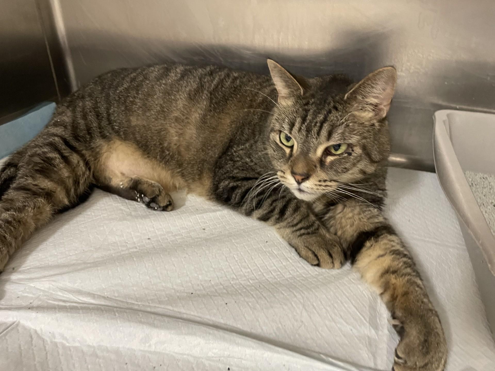 An adult large-sized male Tabby (Buff / Tan / Fawn) Domestic Short Hair cat named Monkey for adoption in Rocky Mount, NC