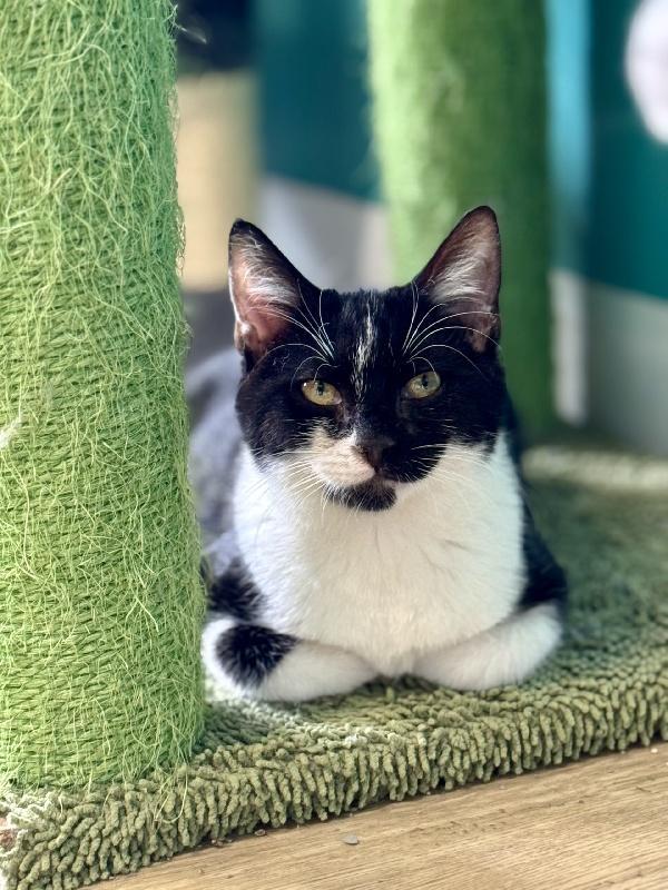A young medium-sized male Tuxedo cat named Fritzy for adoption in Scottsburg, IN