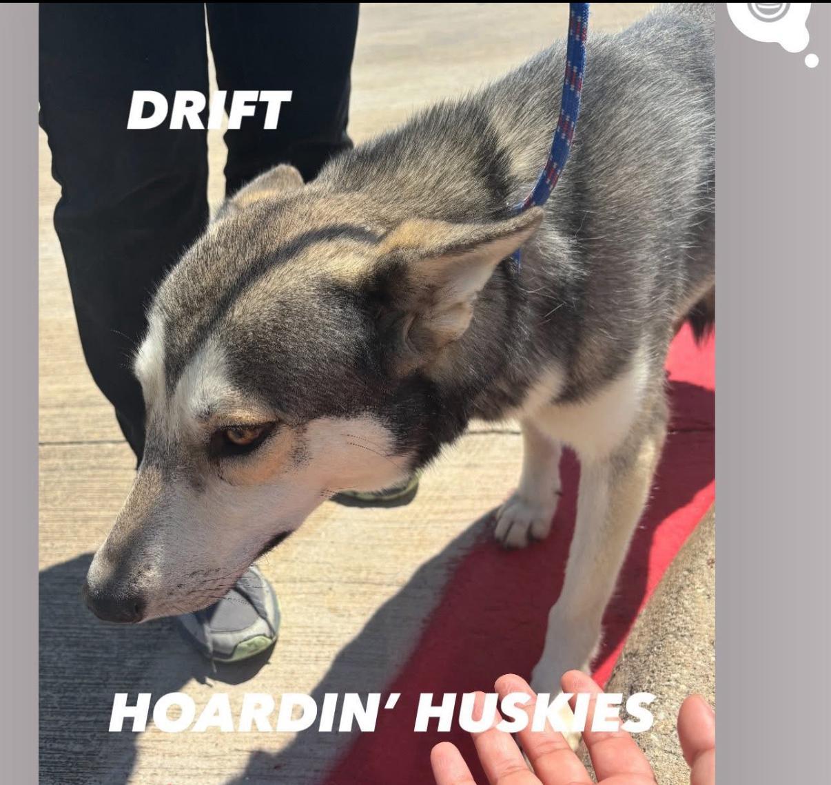 An adult medium-sized male Siberian Husky dog named Drift for adoption in Sumter, SC