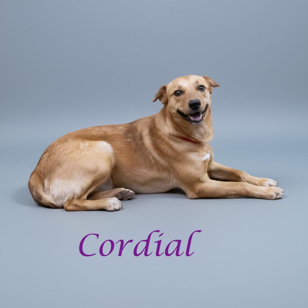 Cordial D