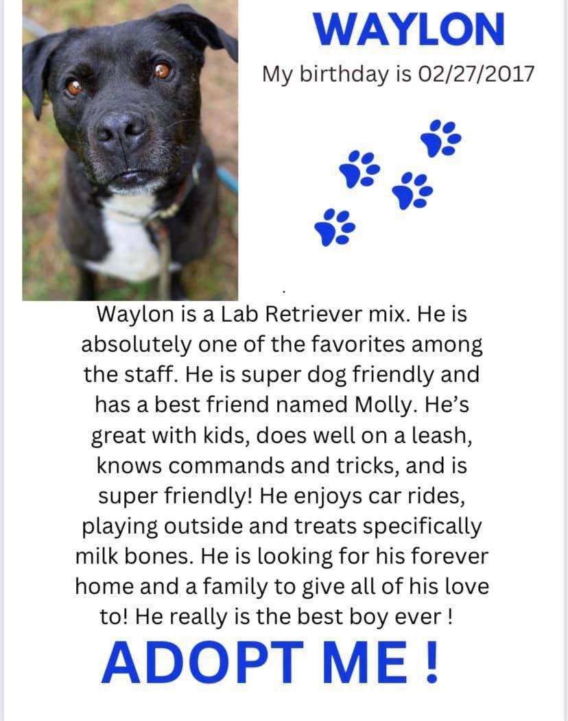 An adult medium-sized male Pit Bull Terrier dog named Waylon for adoption in Denison, TX