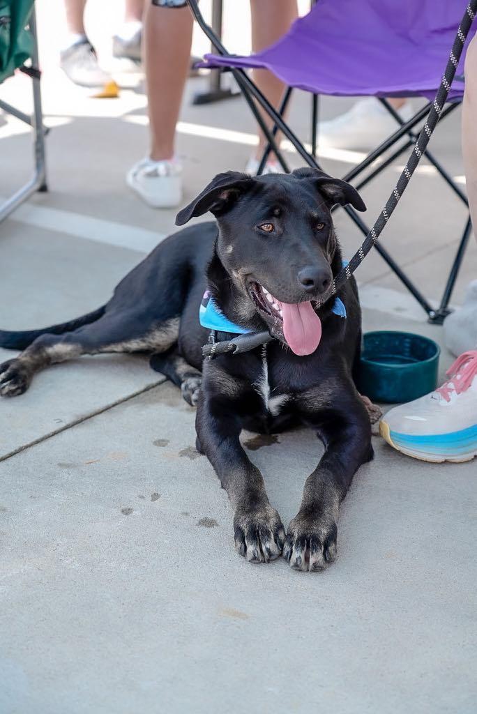 A baby large-sized male Pit Bull Terrier dog named Beau for adoption in Conroe, TX