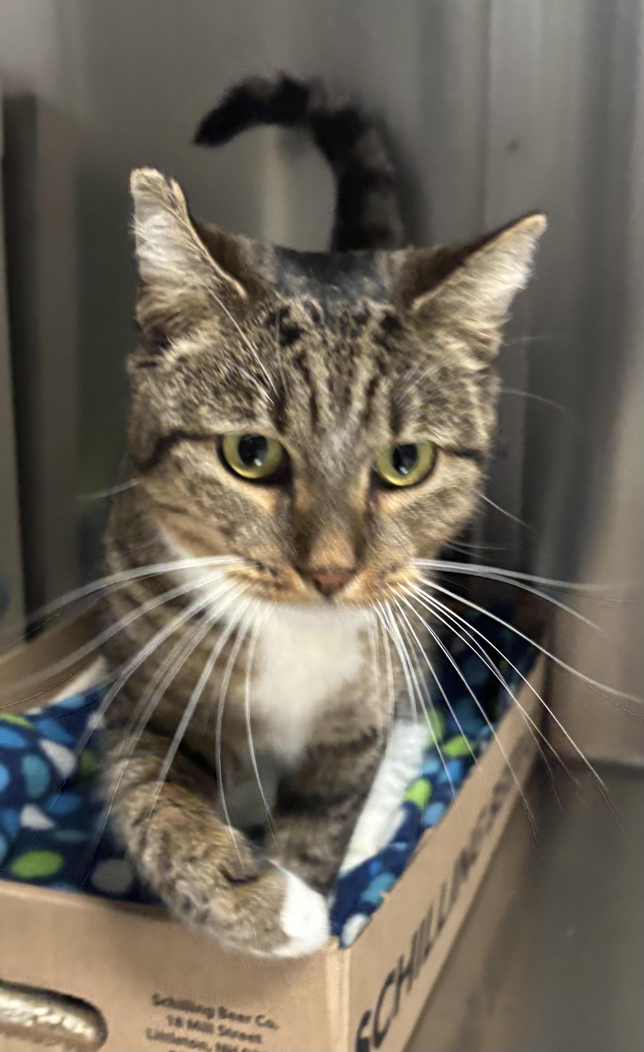 Hen A.k.a Boss photo 1