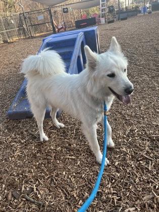 An adult medium-sized female Mixed Breed dog named Clear for adoption in Chamblee, GA