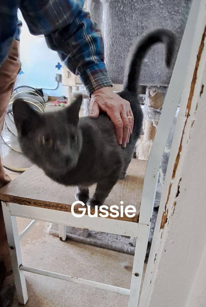 Gussie